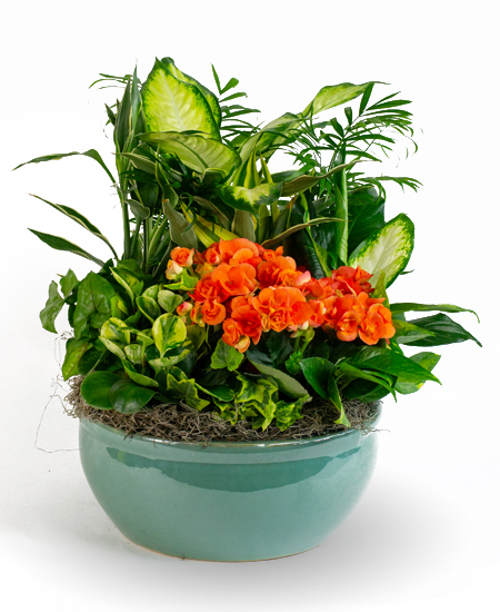 Dish Garden Ceramic Planter with mixed green plants from Rockcastle Florist in Rochester NY