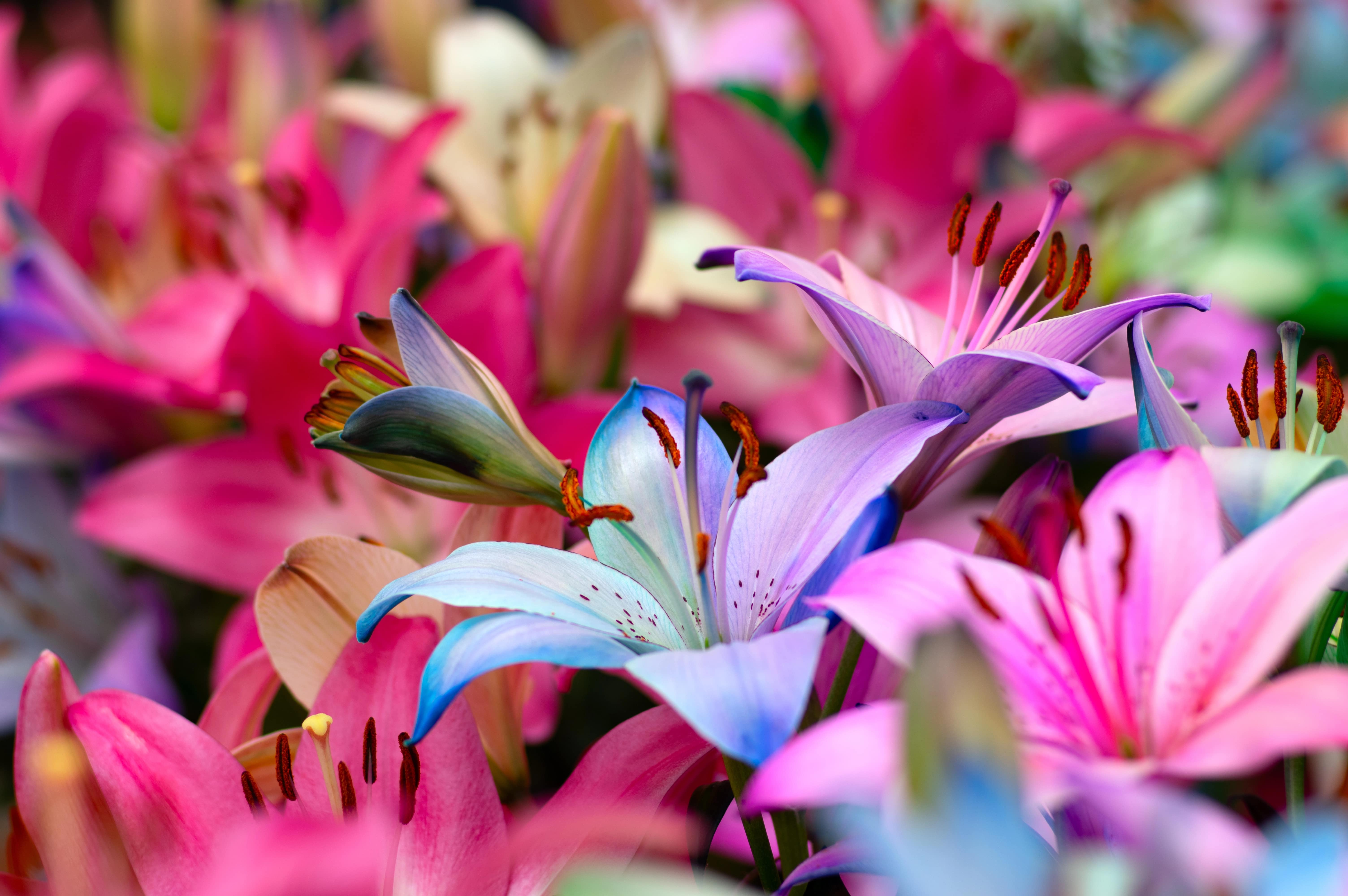The Role of Flowers in World Cultures: Traditions and Symbolism