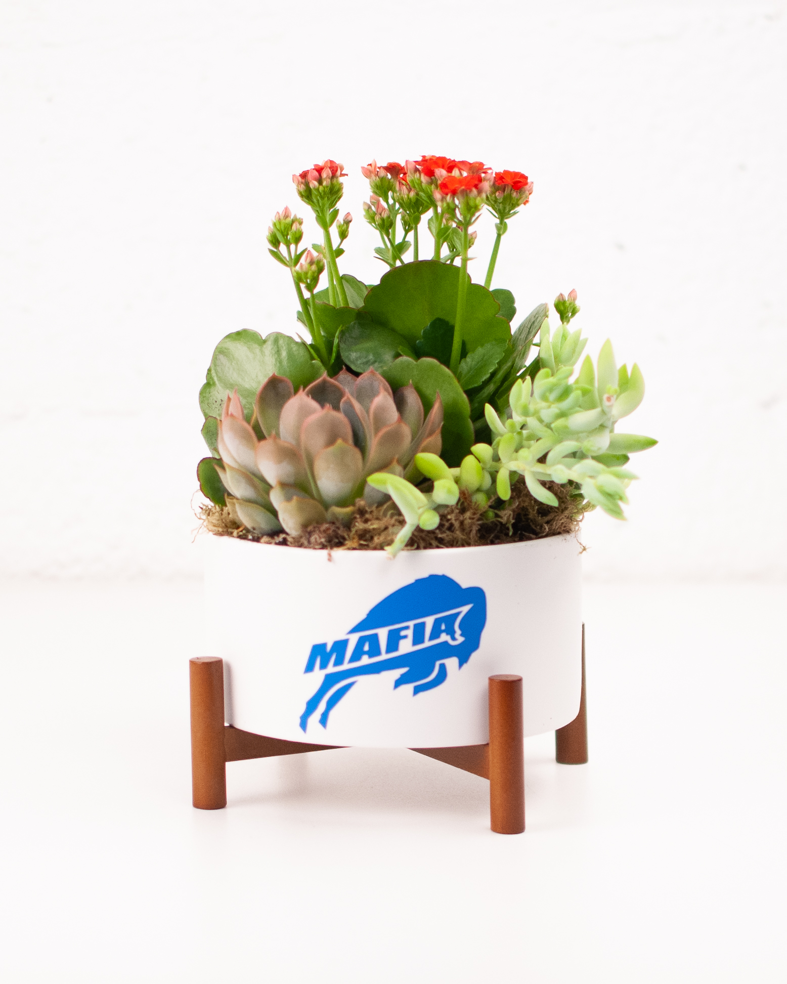 Bills Mafia Succulent Garden  #1 Florist in Rochester, NY » Rockcastle  Florist