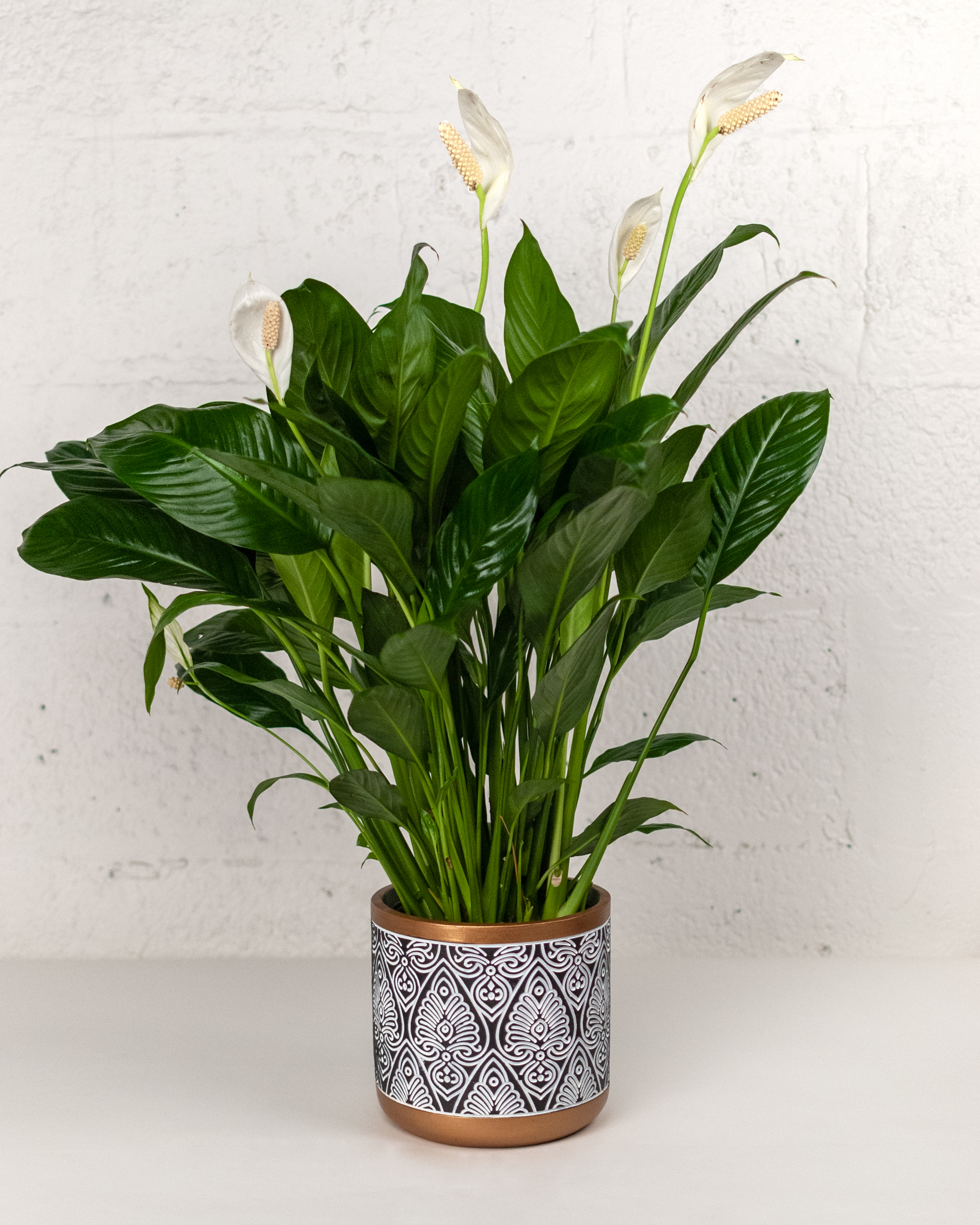 Golden Elegance Spathiphyllum Plant from Rockcastle Florist