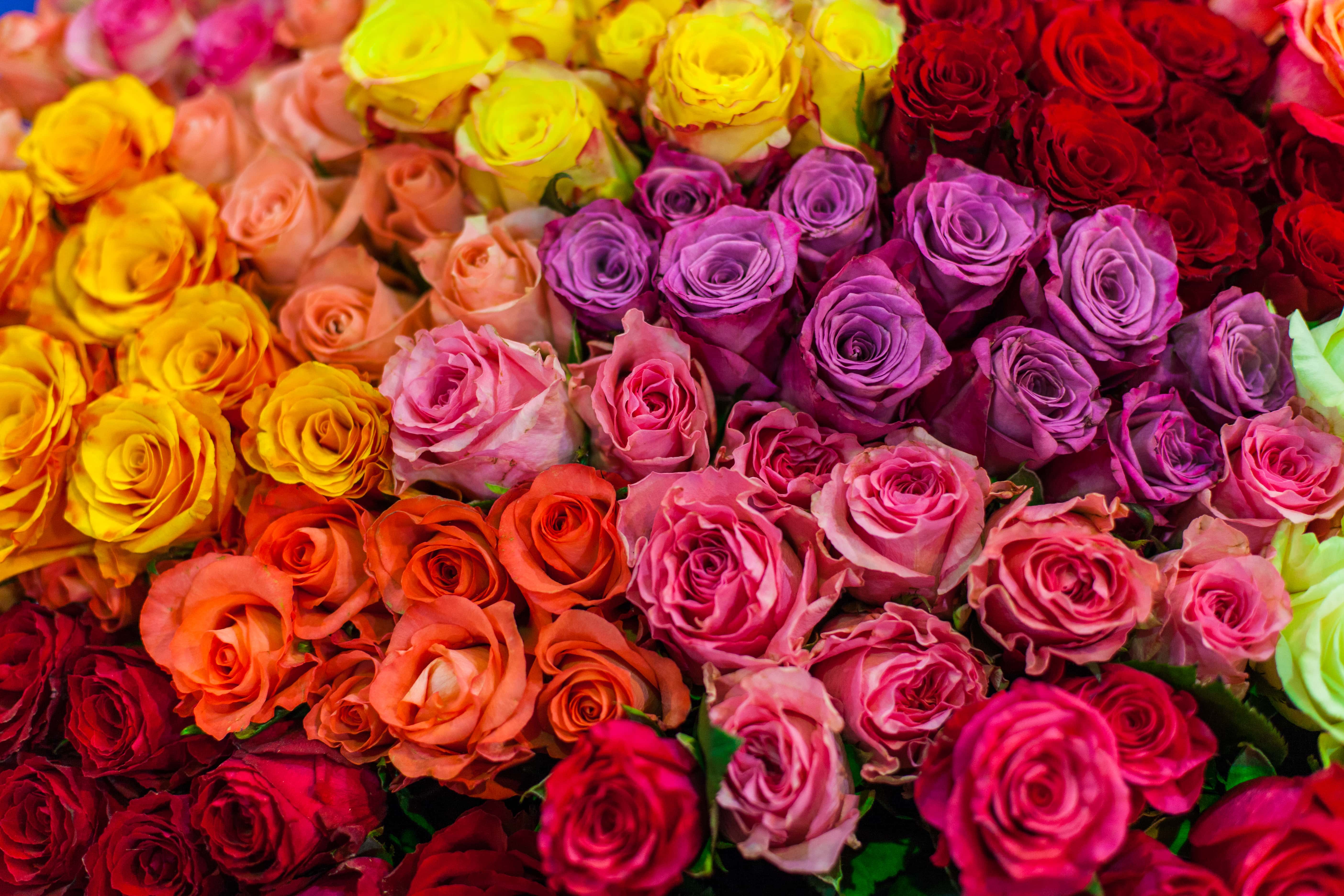 The Different Types of Rose Varieties and When to Give Them