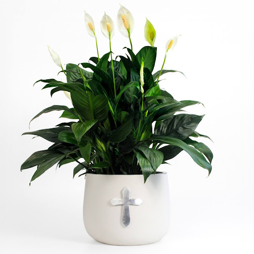 Eternal Peace Lily Planter | #1 Florist in Rochester, NY
