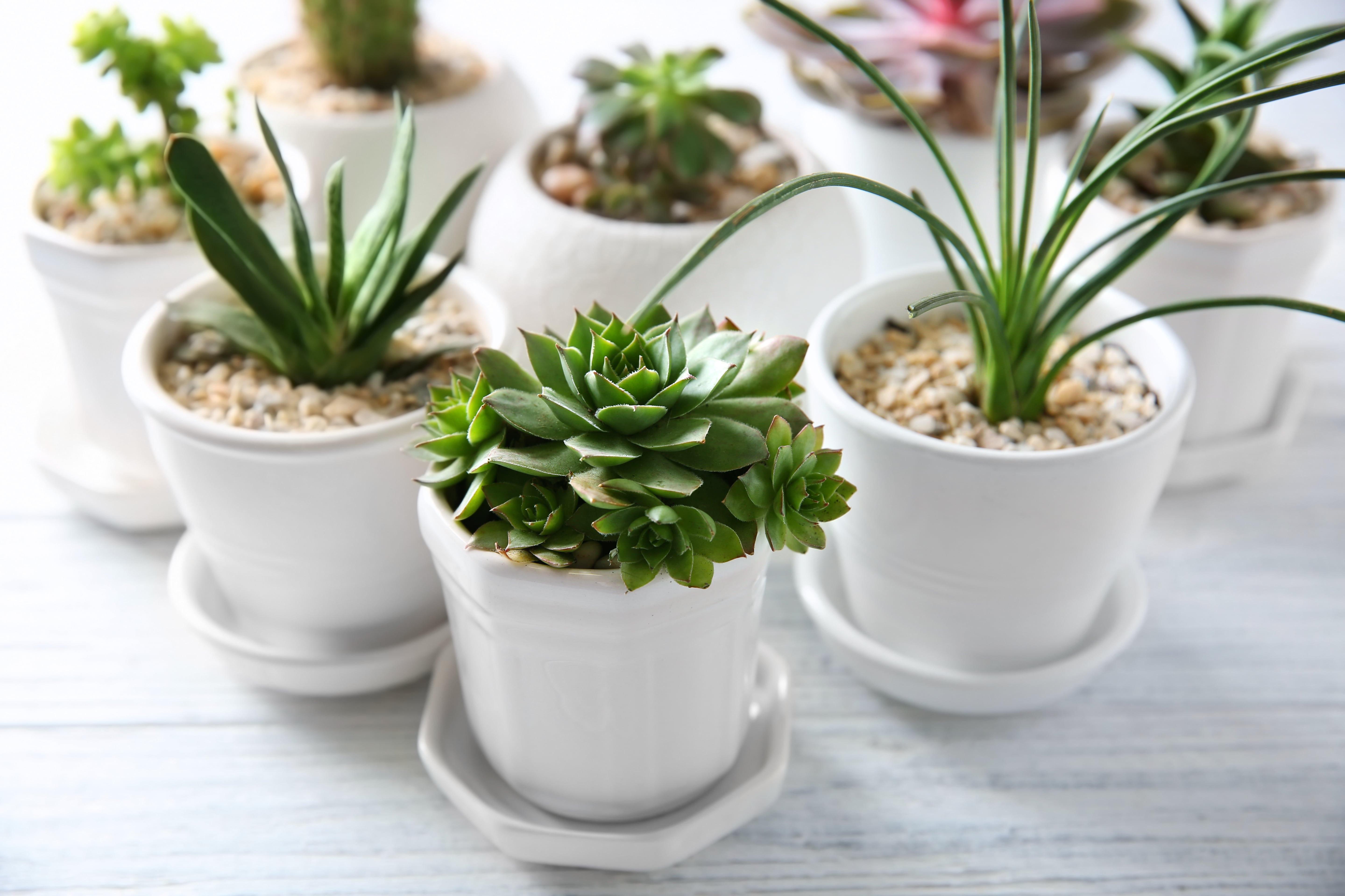 Green Gifting: The Rising Popularity of Plant Gifts 