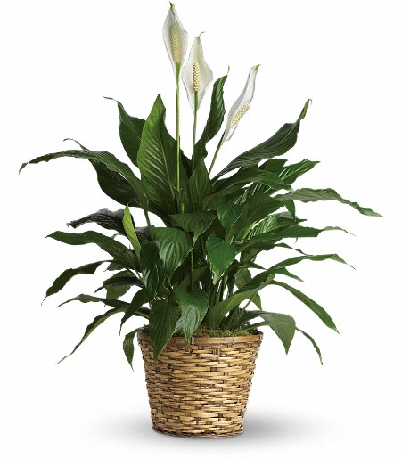 Simply Elegant Spathiphyllum peace lily plant from Rockcastle Florist