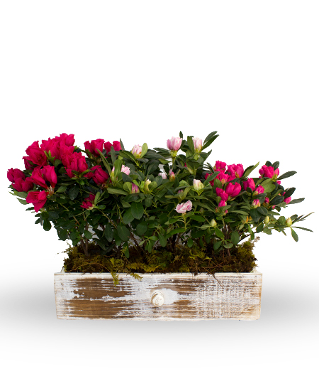 Red Azalea Pot Plant Delivered To You By Clare Florist