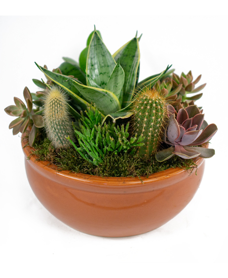 Southwest Succulent Cactus Garden with sculptural texture from Rockcastle Florist