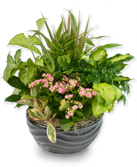 Plants - Dish Garden Ceramic Planter - Premium - Rochester NY Florist ...