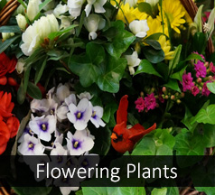 Flowering Plants