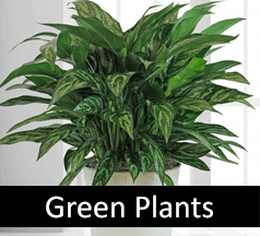 Green Plants Live Flowering Beautiful Lush Green Plants Are The Perfect Gift For Many Occasions