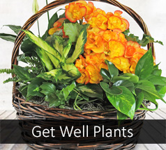 Get Well Plants