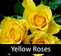yellow roses yellow roses canandaigua ny yellow roses rochester ny