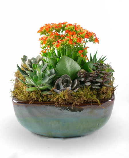Succulent Garden with mixed succulents in a ceramic bowl from Rockcastle Florist