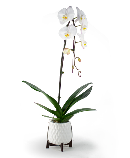 Mod Orchid Planter with a white phalaenopsis orchid from Rockcastle Florist